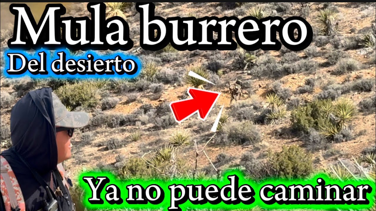 Mula burrero del desierto ya no puede caminar ya se ve muy cansado 