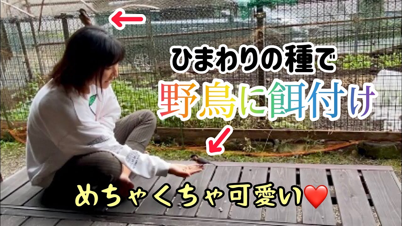 めっちゃ人懐っこいヤマガラ大量発生しだした