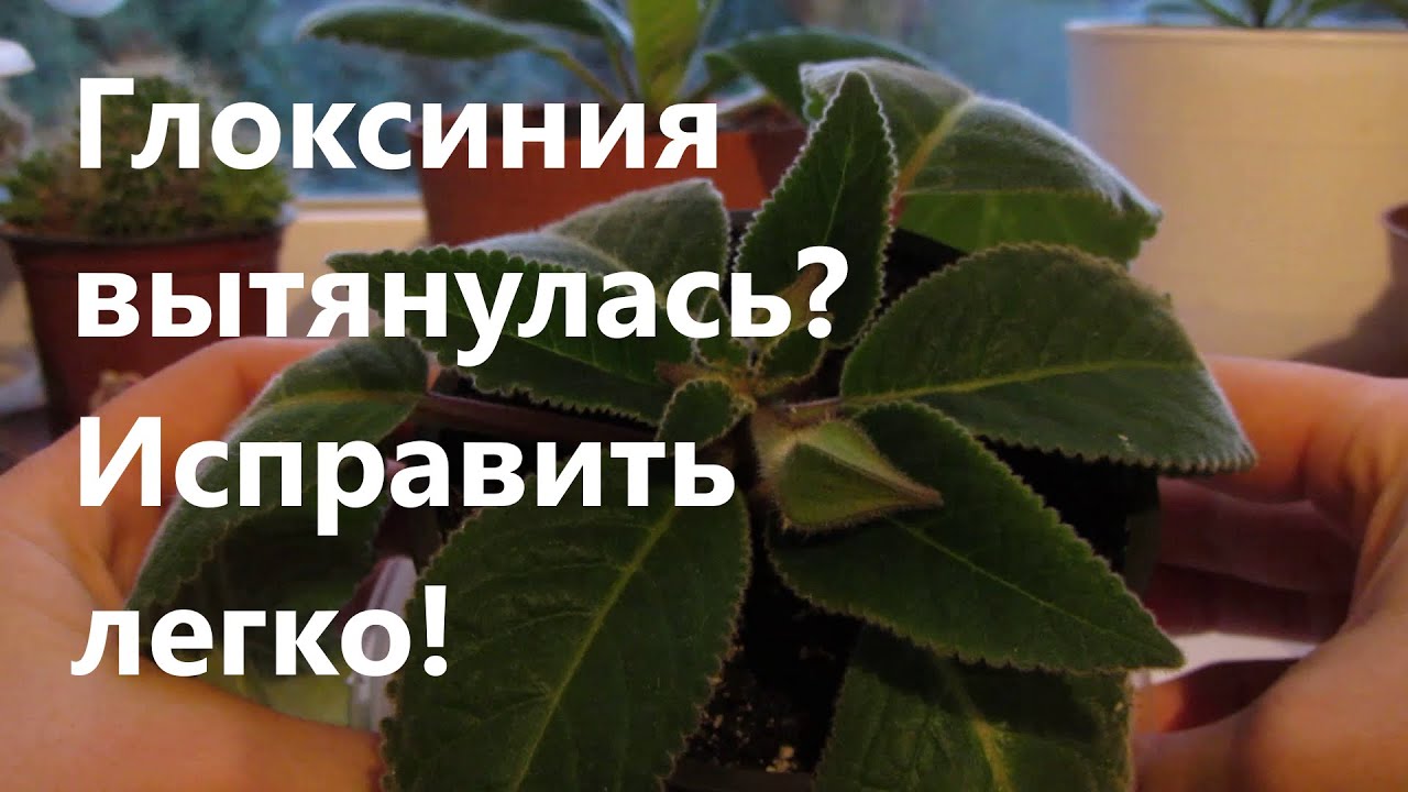 Глоксиния вытянулась? Исправить легко!