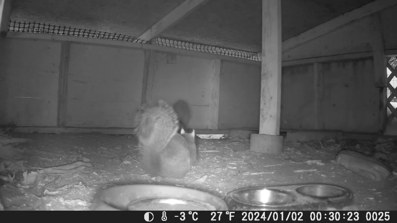 Hut Squirrels 2/12/26