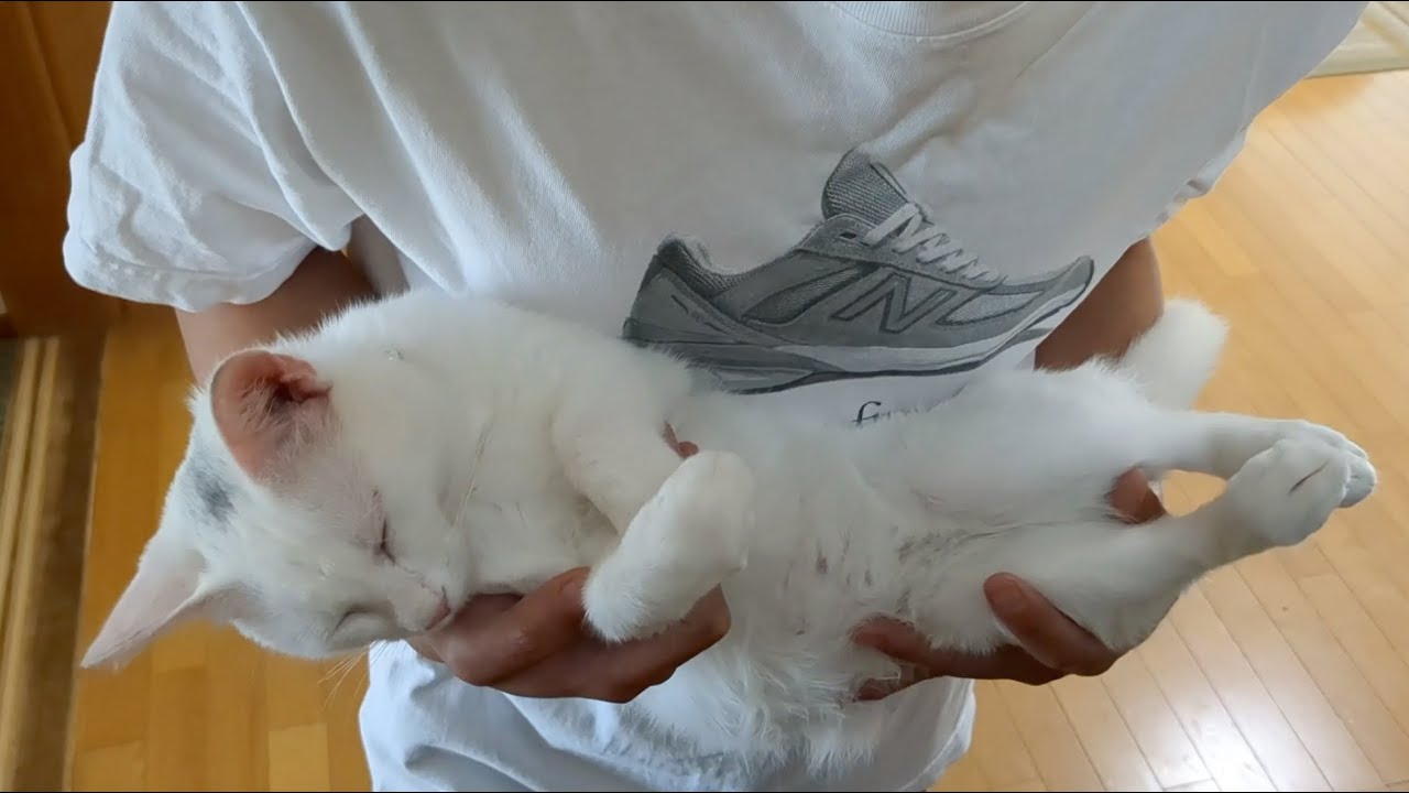 寝たまま運ばれる猫。
