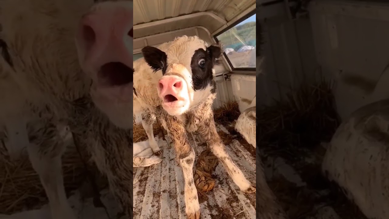 Cute baby cow moo mooing sound #shorts #cute #animalsounds #sapi #funny #baby #short #inek #india