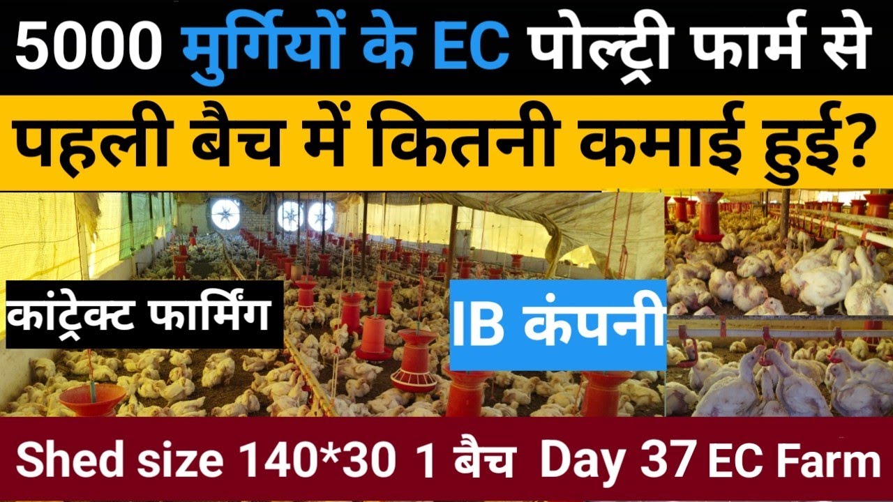 पहली बैच में IB कंपनी से 5000 मुर्गियों से कितनी कमाई हुई? फार्म बनाने में कितनी लागत आती है?