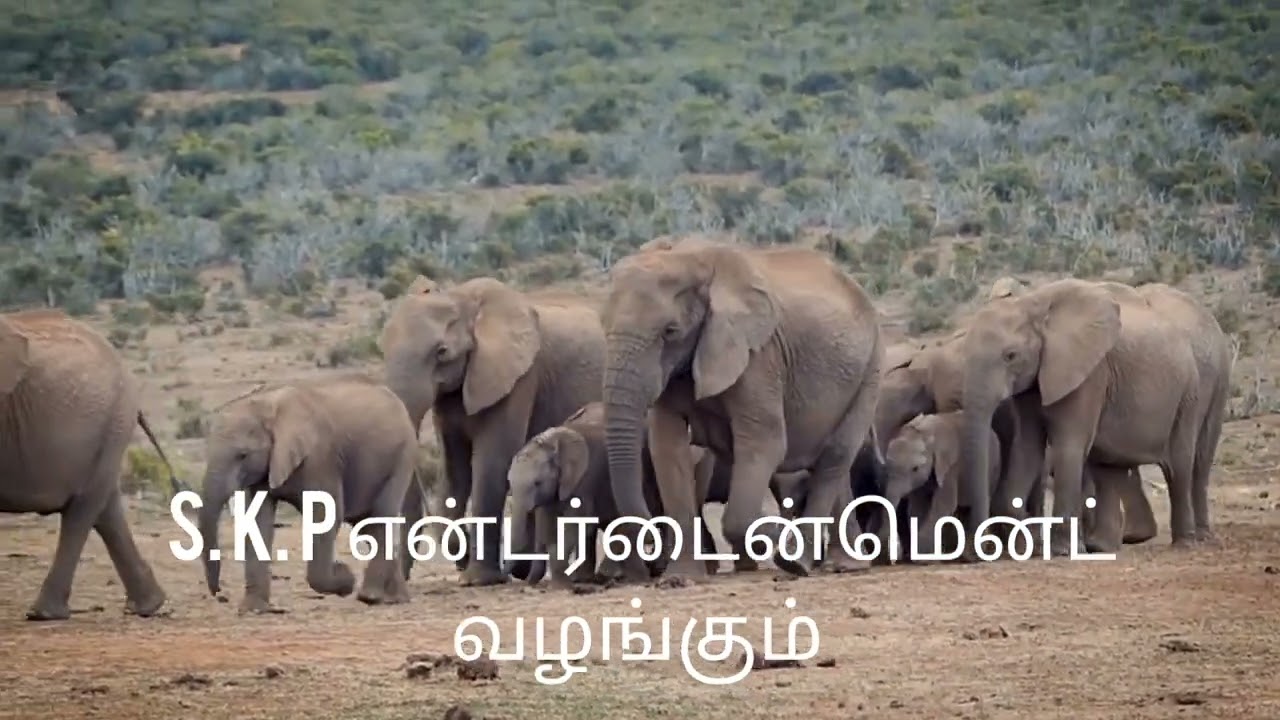 அன்புச் செல்ல குழந்தைகளுக்காக பூனை வீட்டு விலங்குகள் காட்டு விலங்குகளை வைத்து ஒரு பாடல் 🙏🙏🙏###
