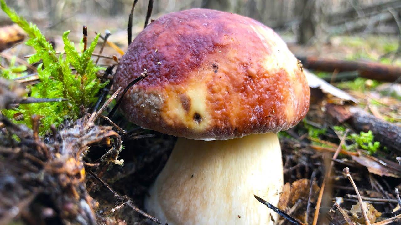 A Mushroom Lover’s Paradise! Untouched Forest, Packed with Mushrooms!