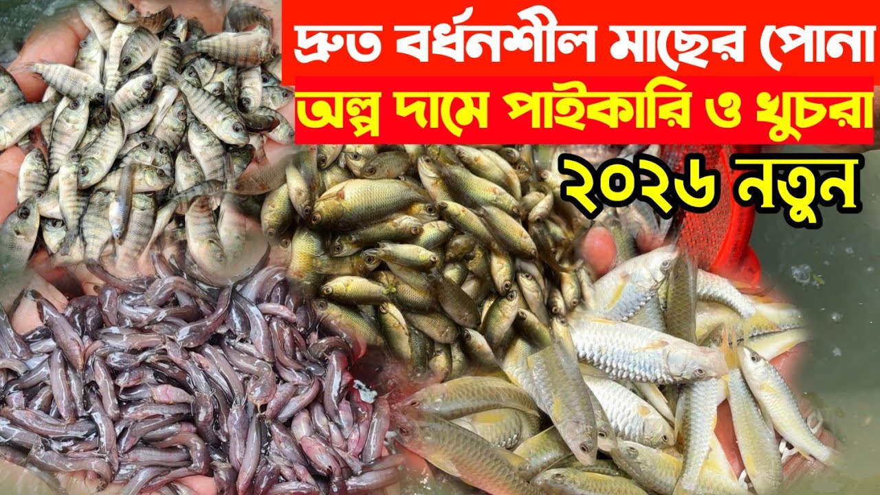 সুস্থ সবল মাছের পোনা বিক্রি চলছে | মাছের পোনা কোথায় পাওয়া যায়। 01614871814 এবং 01642592800