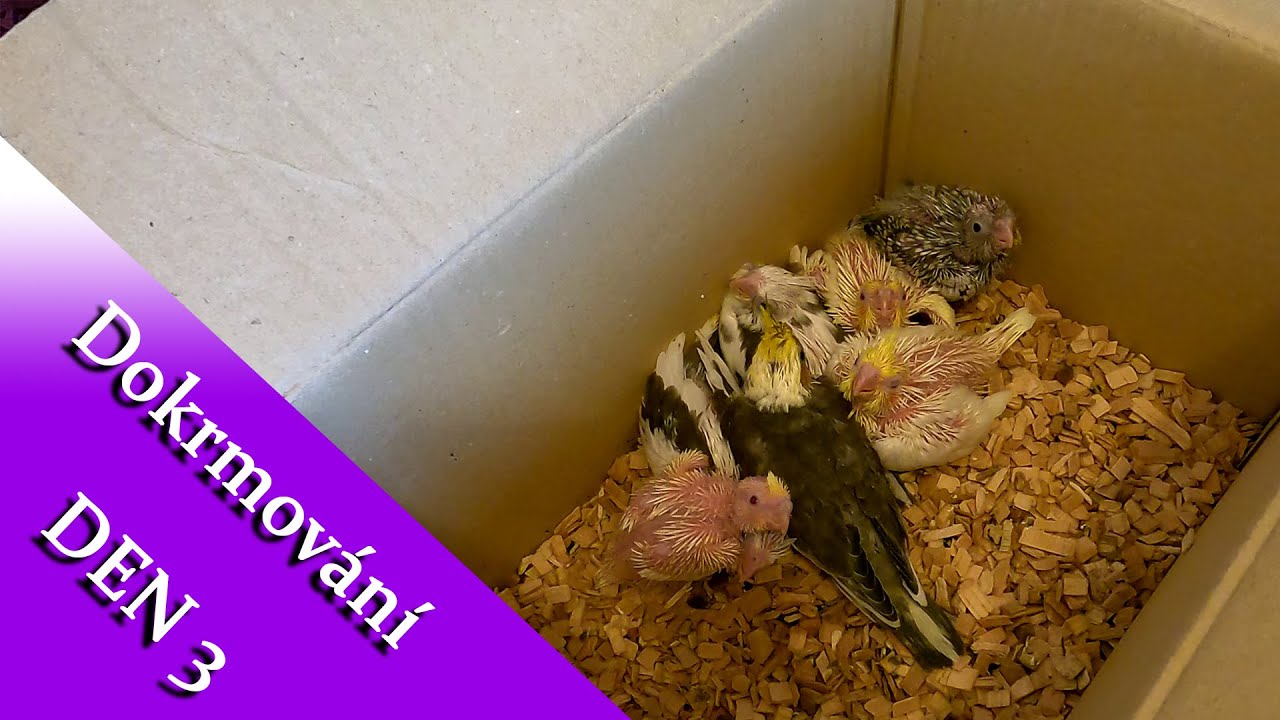 Dokrmování DEN 3 │KorelyEu