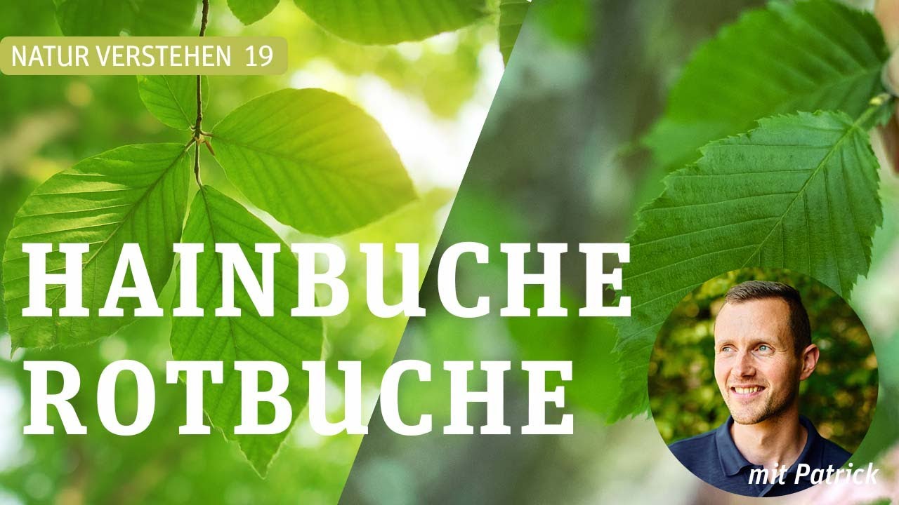 ROTBUCHE  ÄHH.... HAINBUCHE? - Patrick klärt Baumarten auf!