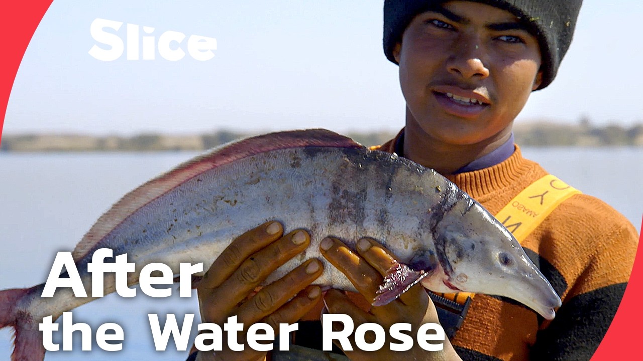 Lake Nasser: Fishermen and displaced Nubians, the two faces of progress in Egypt | SLICE