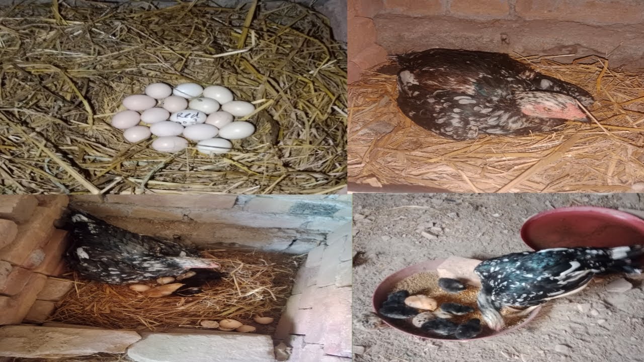 16 Eggs – Watch Chicks Hatch Naturally After 20 Days! 🐣 Aseel Hen Hatching Full Process