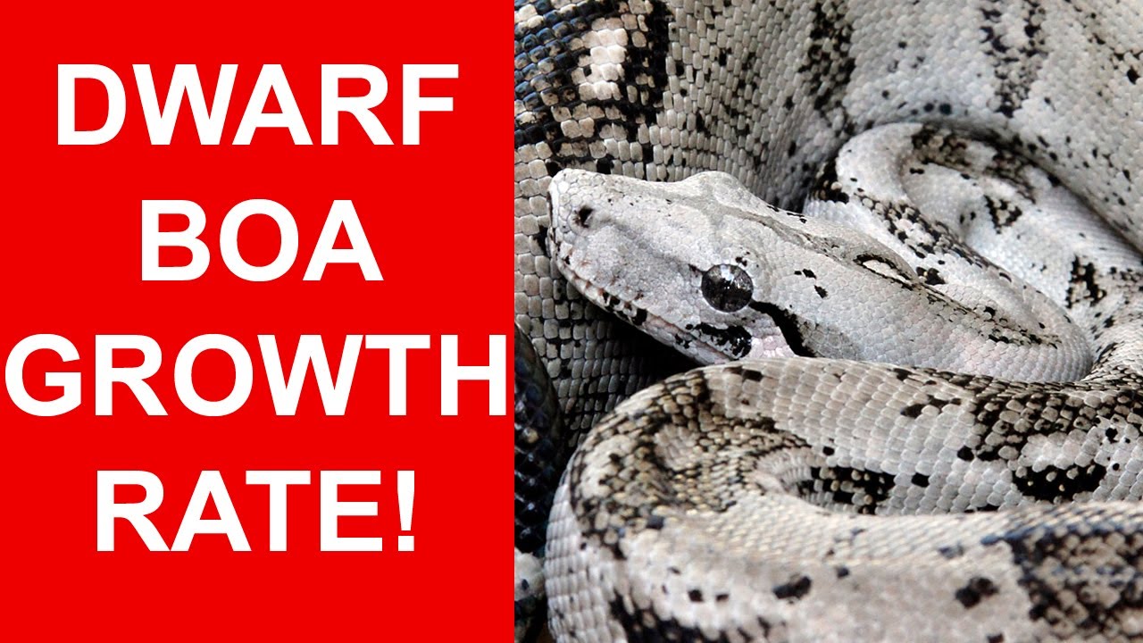 Dwarf Boa Growth Comparison: How Big are they from 1 to 7 Years Old?