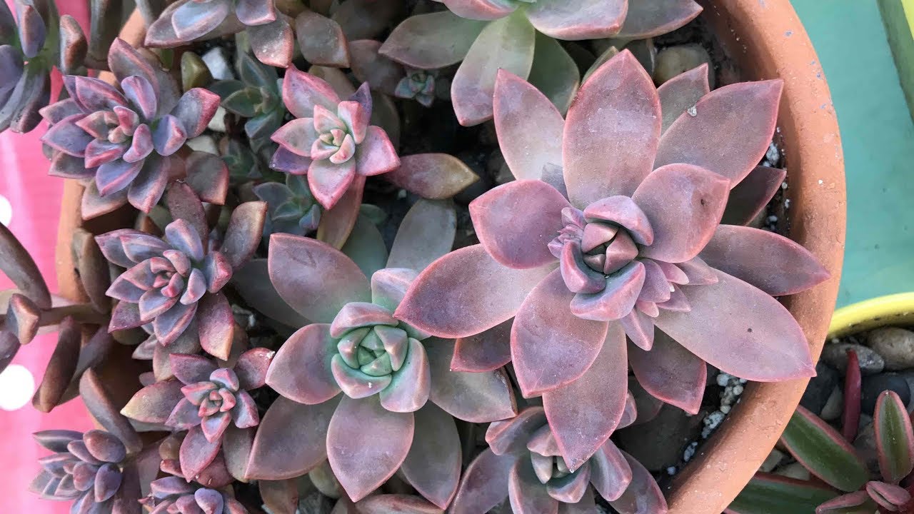 THREE MONTH PROPAGATION UPDATE - RAINWATER COMPOST TEA BOOST