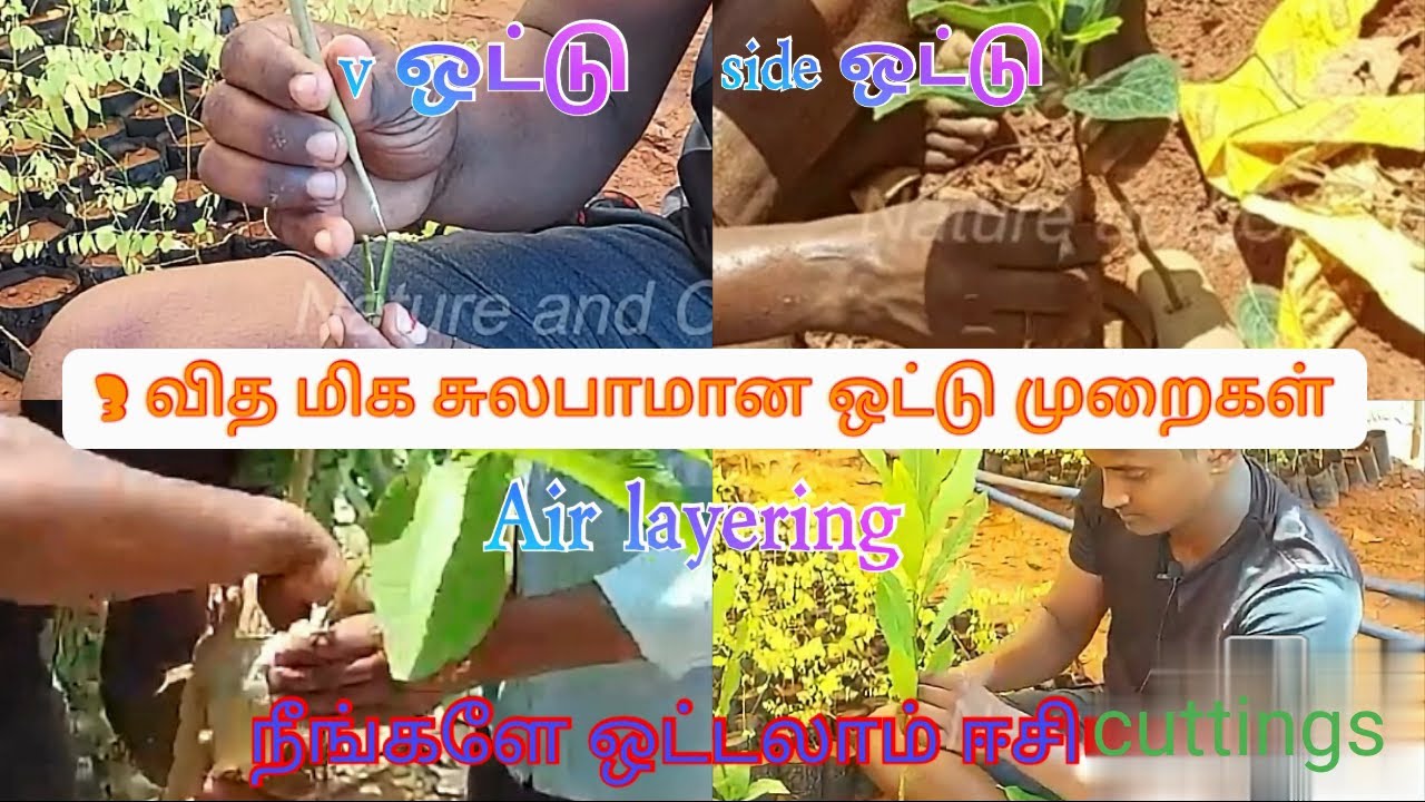 நாமே ஒட்டு கட்டுவது எப்படி? ரொம்ப சுலபம் | how to graft a plant | Grafting techniques |ottukattuthal