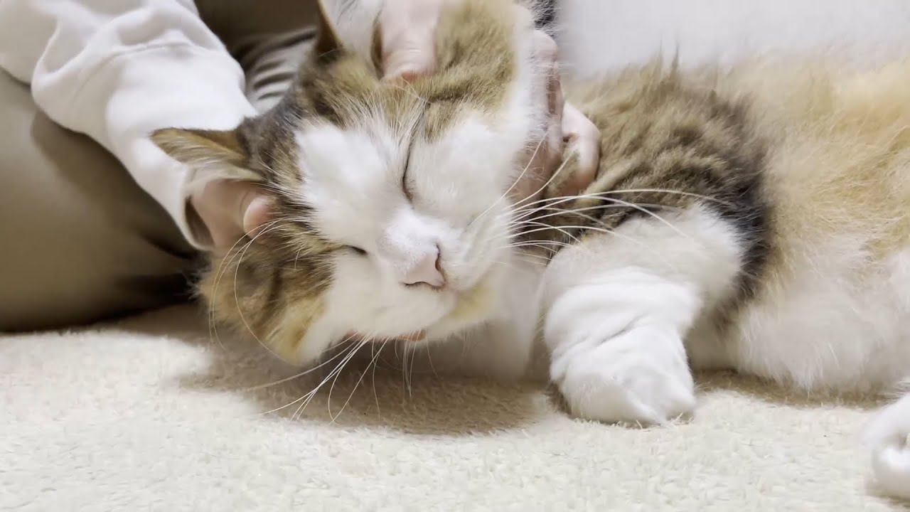 撫でてくれる人の傍でゴロンとする猫