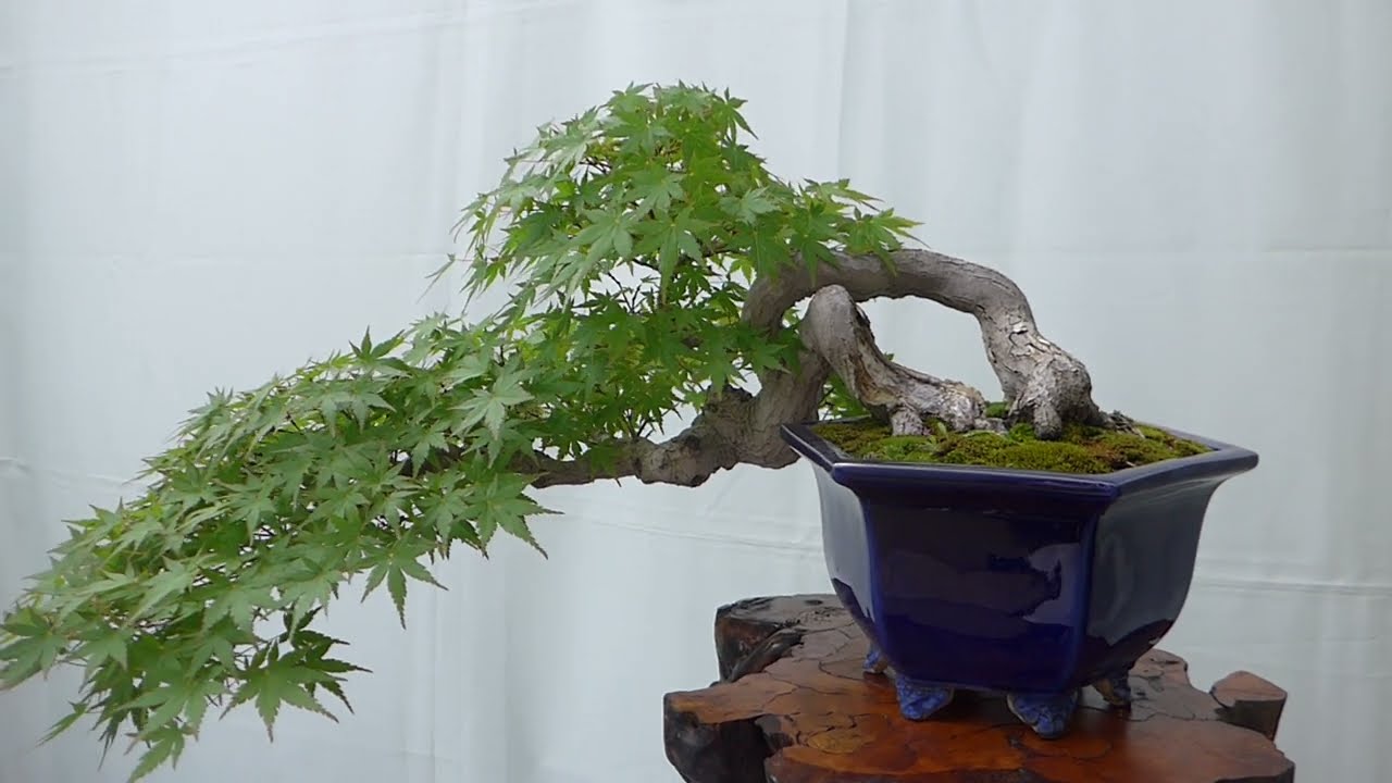 ＢＯＮＳＡＩ　盆栽・山野草の魅力をご堪能下さい。