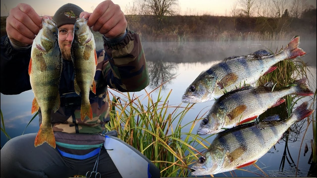 РОЗДАЧА ОКУНЯ|Graphiteleader Corto UX 23GCORUS-642L-HS