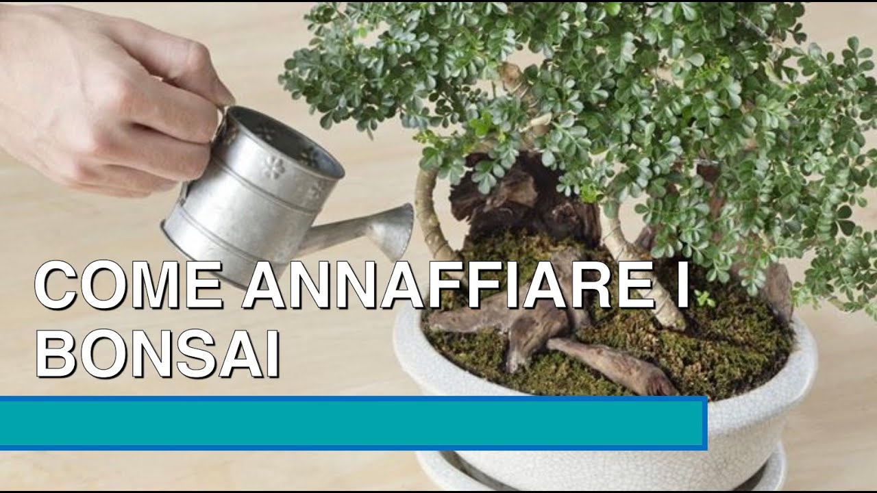 COME ANNAFFIO I BONSAI - Acqua dura, pH, clorosi