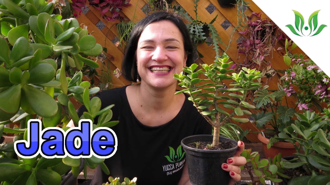 Jade - Crassula ovata