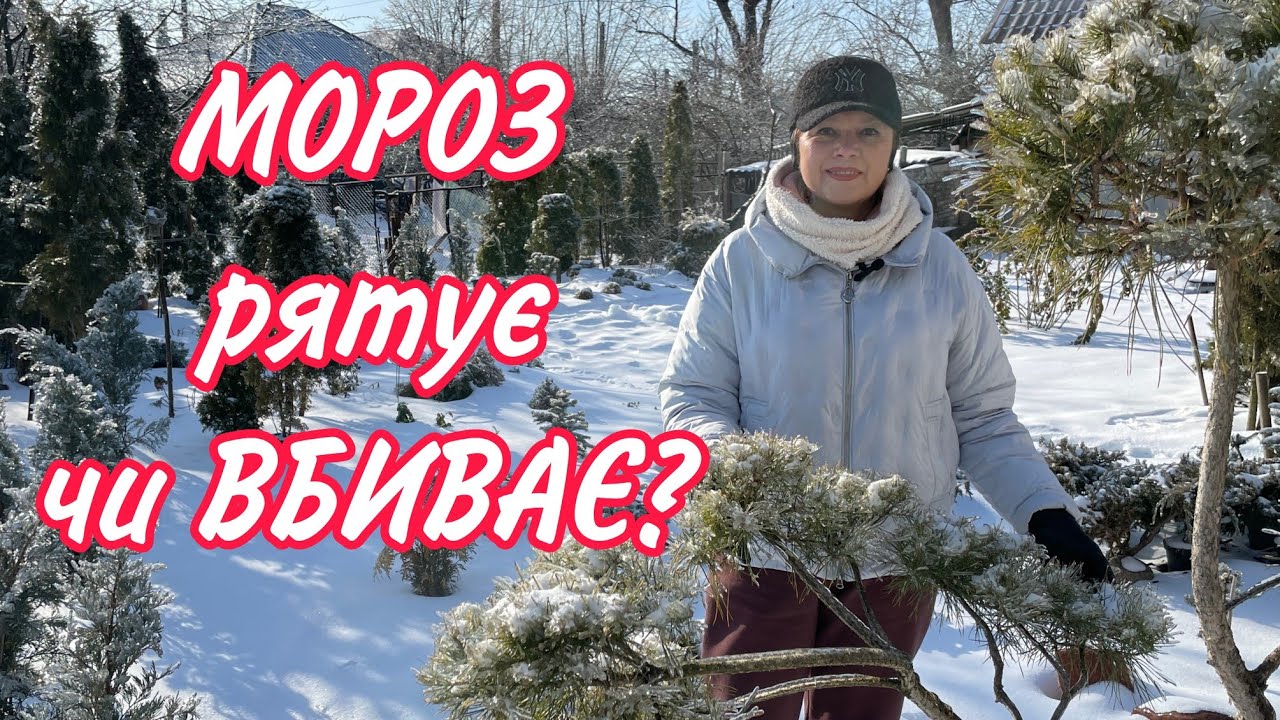 МОРОЗ РЯТУЄ чи ВБИВАЄ?Правда про зиму в саду.