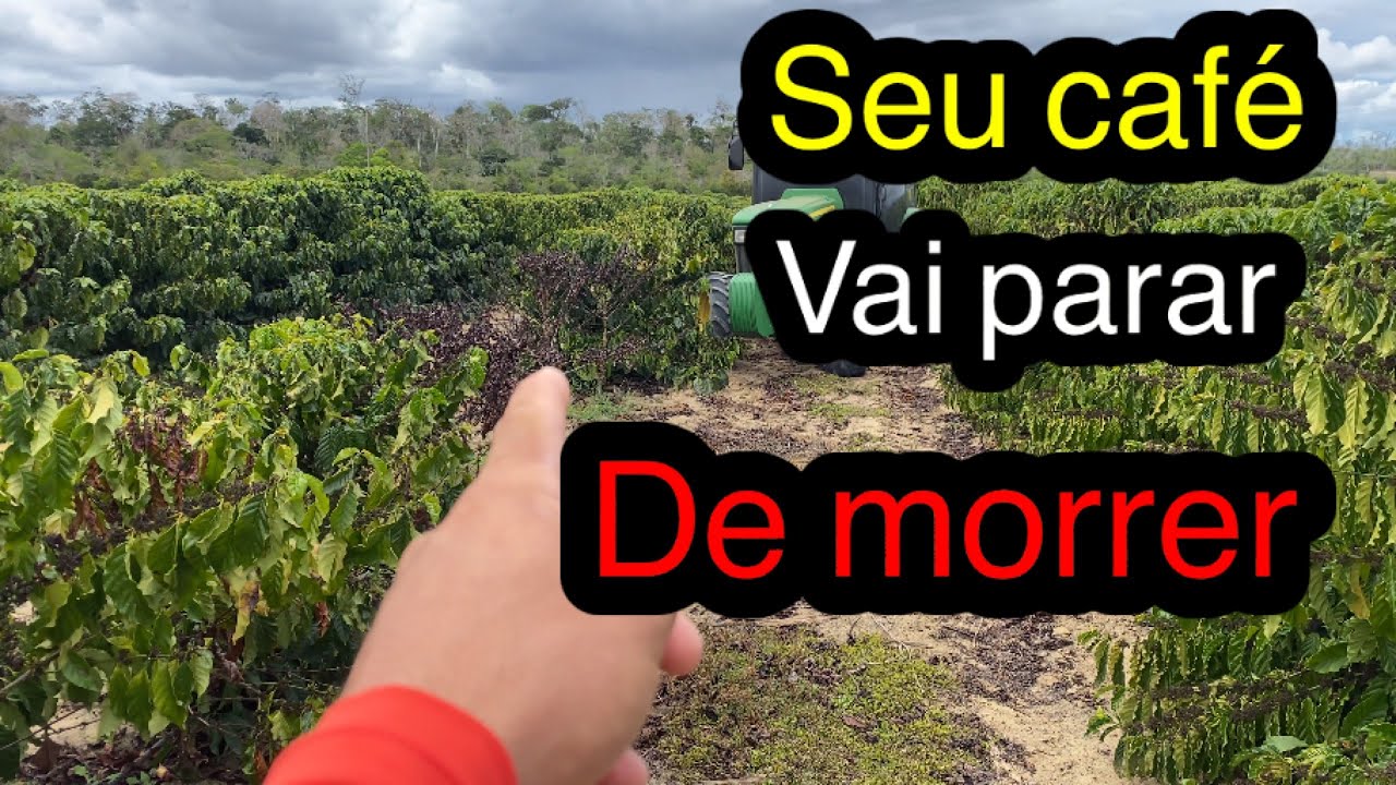 Eles não querem que você saiba disso || Controle de fungo em café conilon
