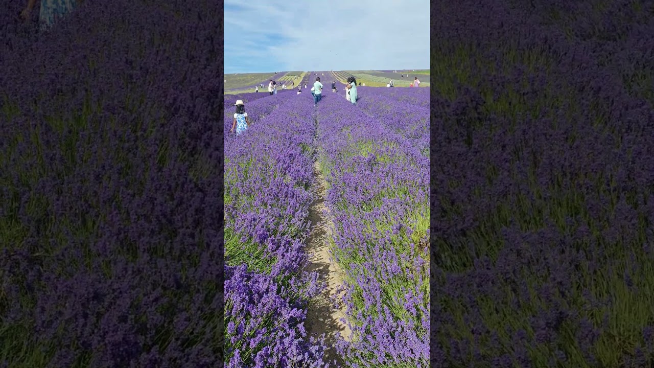 Lavender field | Hitchin lavender | amazing view!