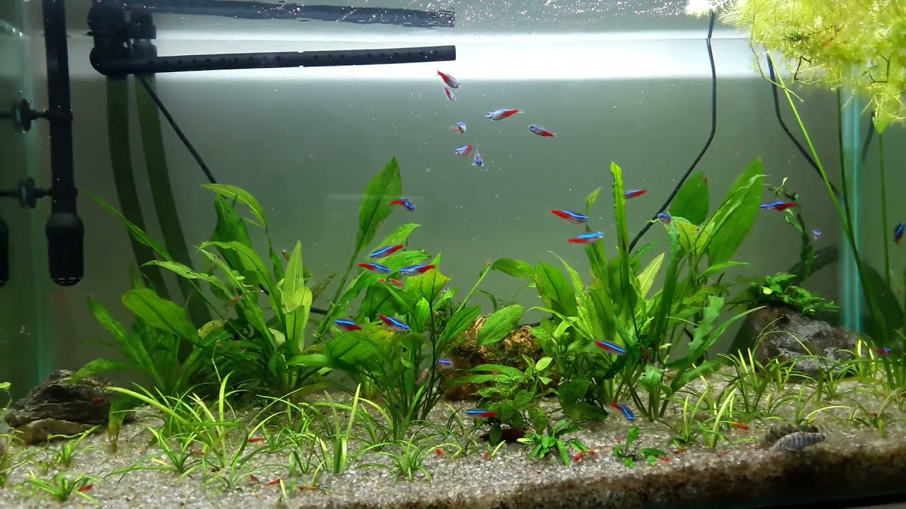 Neon tetra   Yoyo Loach  Cherry Shrimp and  Cory Catfish