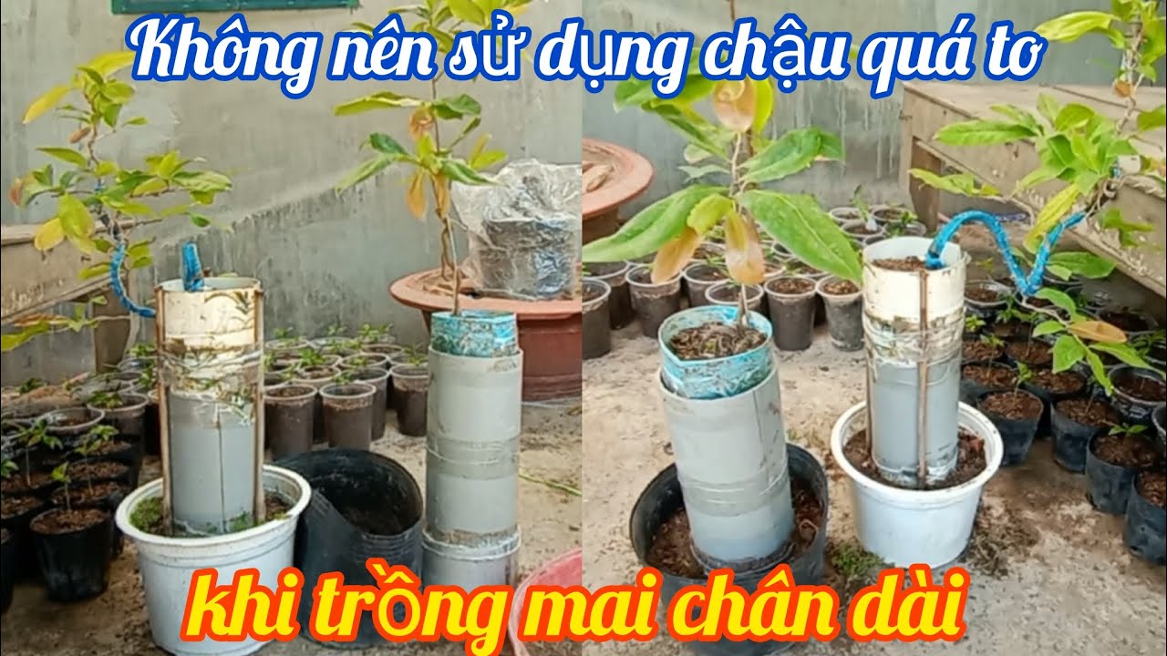cách vào chậu mai chân dài đúng cách đúng thời điểm để không phí chất trồng