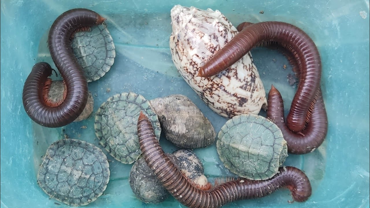 Menemukan Bekicot Pelangi, Kerang Laut, Kerang,kelomang,kaki Seribu, Penyu,Luwing, Lipan,Katak#me433