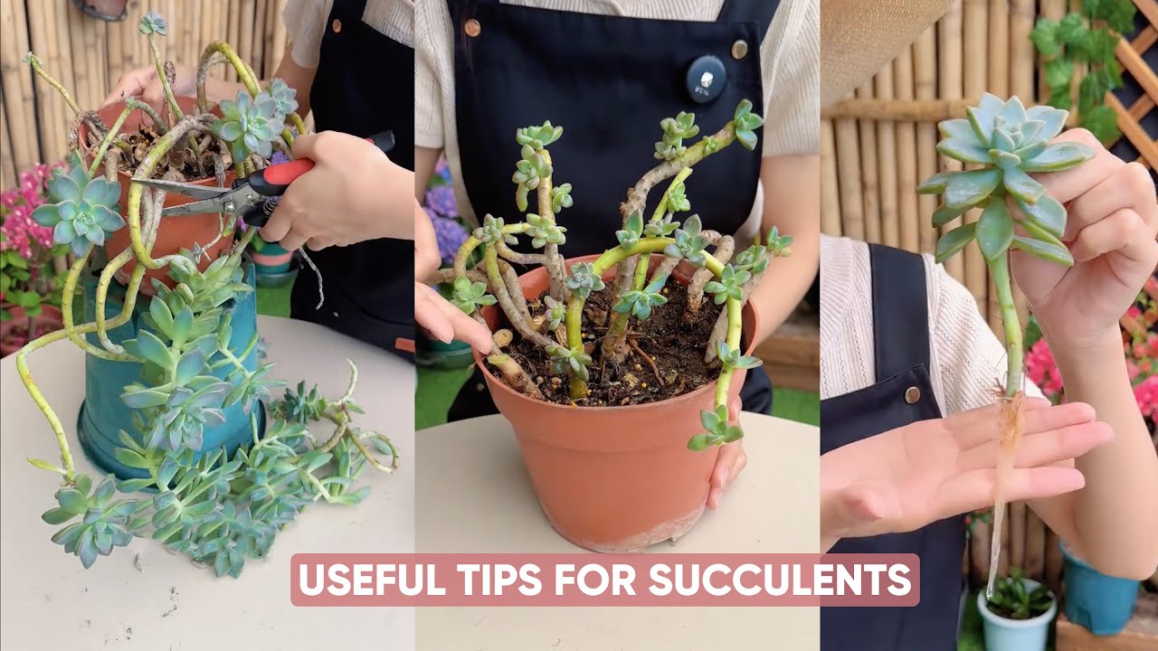 Легкий уход за суккулентными растениями для начинающих