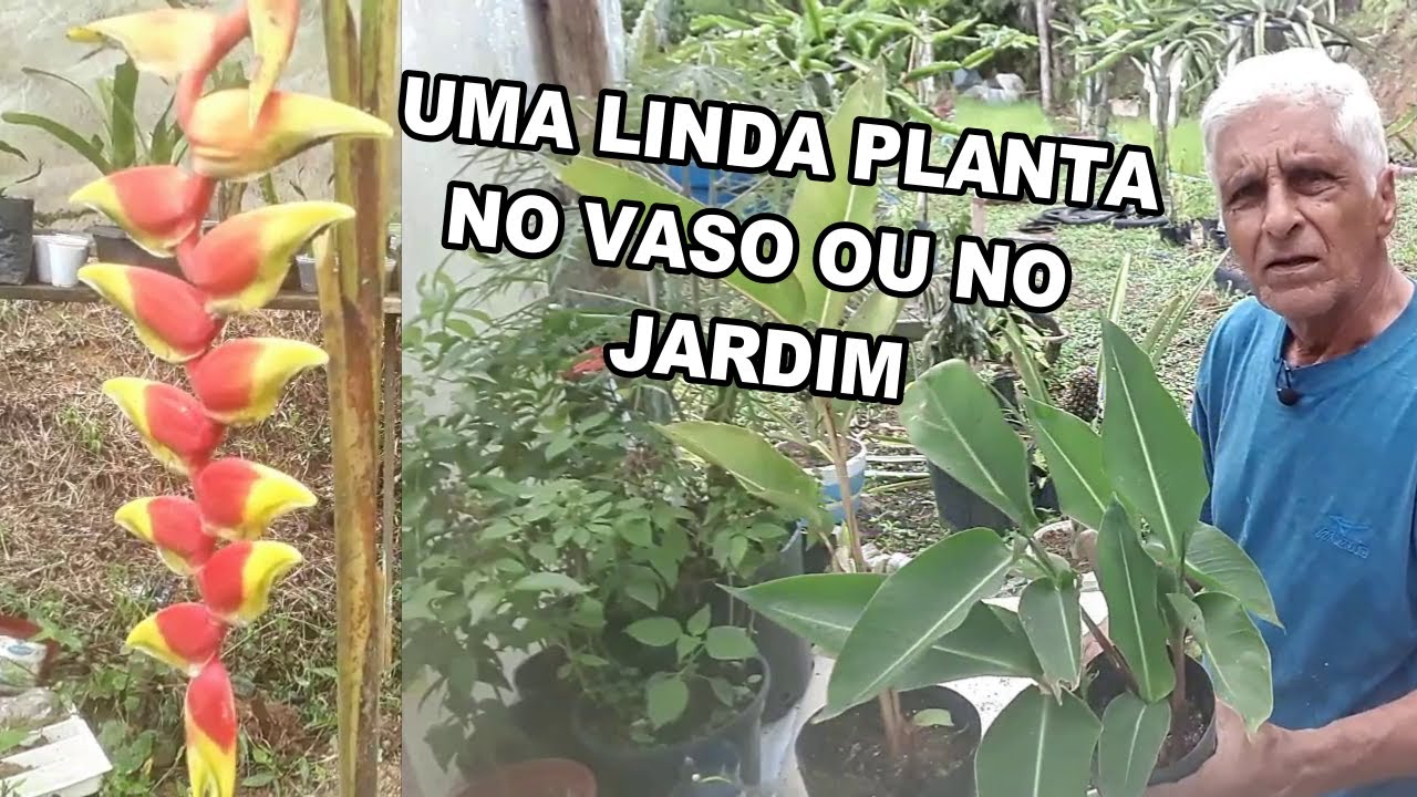 conhecendo a planta heliconia rostrata