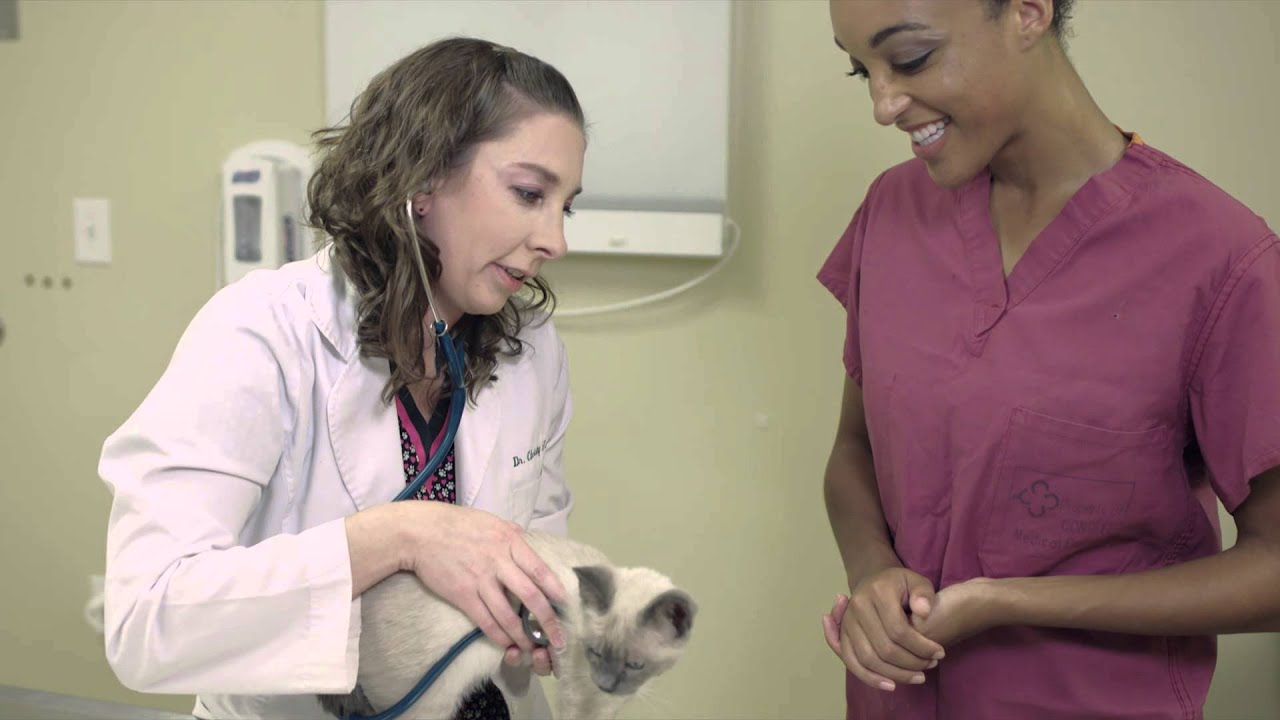 Veterinary Technology Program | Broadview University