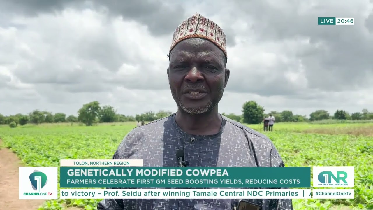Genetically Modified Cowpea: Farmers Celebrate First GM Seed Boosting Yields & Cutting Costs