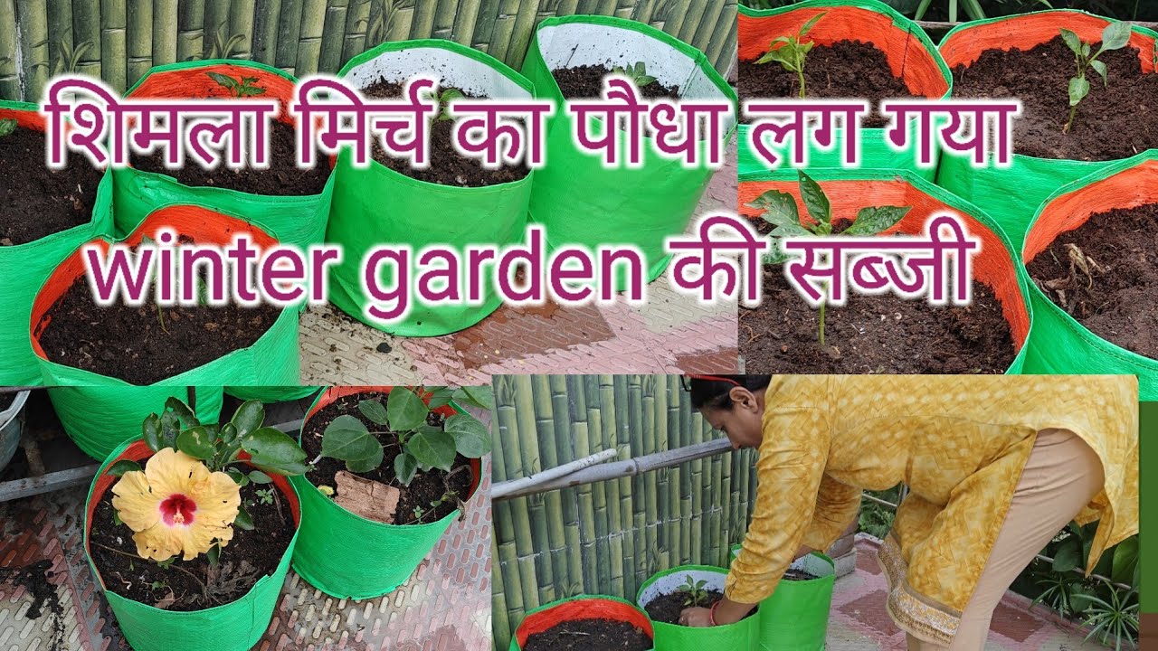 शिमला मिर्च अब मेरे छत पर।। winter की important सब्जी।।