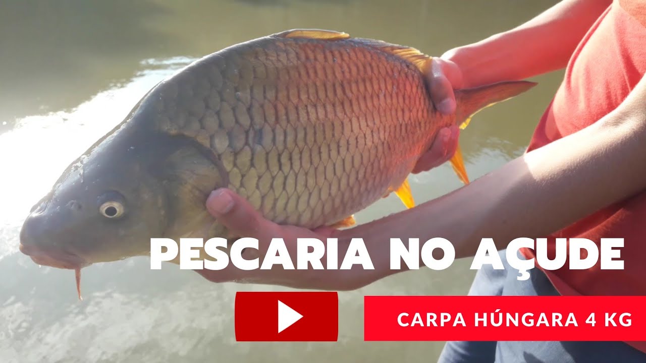 Uma pescaria de carpa h&uacute;ngara de  4 kg com isca de massa trigo com nescau n&atilde;o falha uma lindo peixe