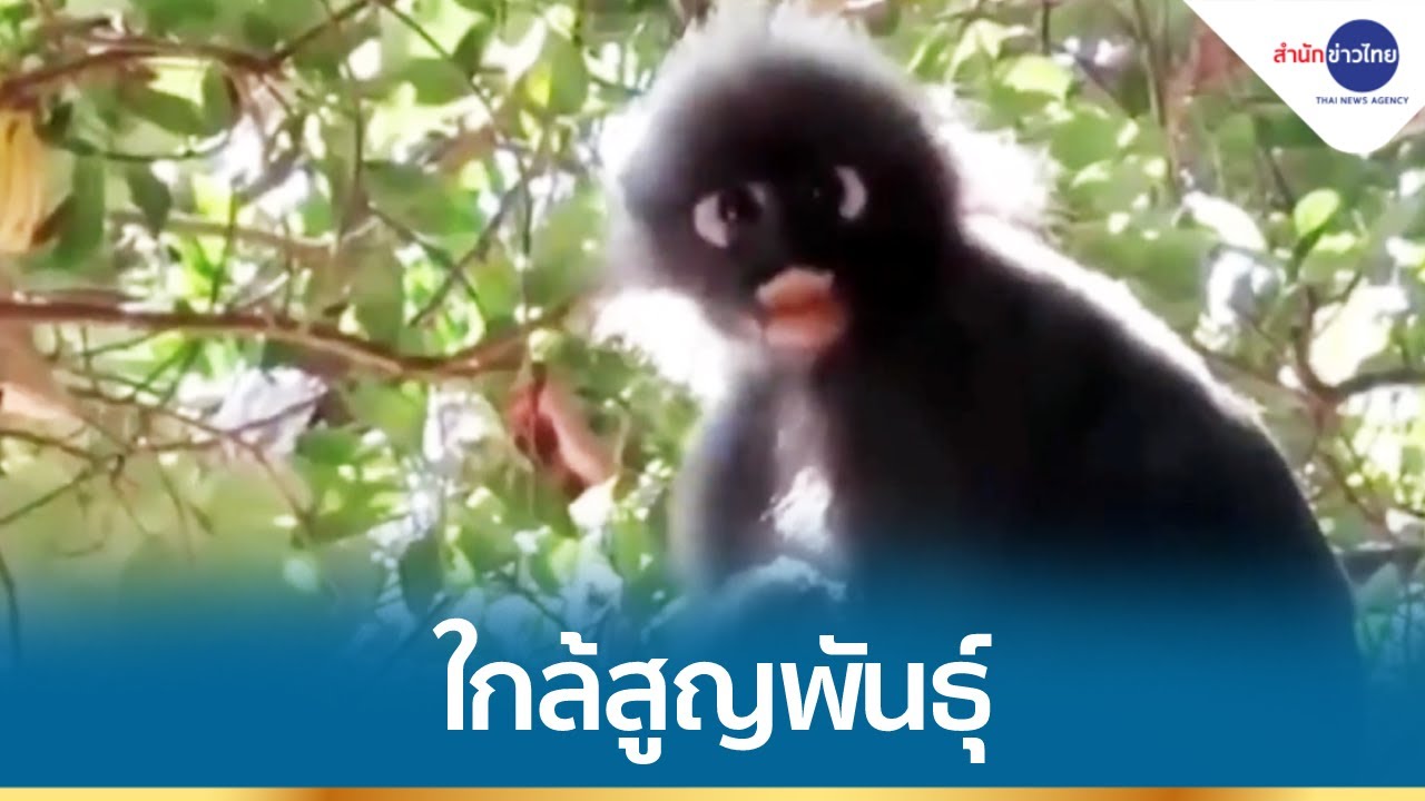 ฝูงค่างแว่นถิ่นใต้ สัตว์ป่าใกล้สูญพันธุ์ อุทยานฯ หมู่เกาะลันตา