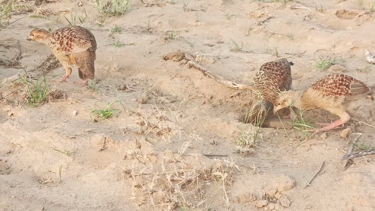 Golabi teetar ki awaz,baloch dakhni teetar ke awaaz,pheasant baby awaaz