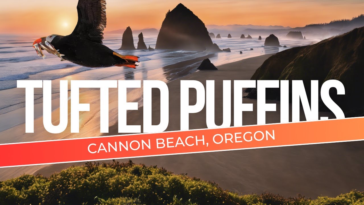 I Flew to Oregon To Photograph A Bucket List Bird | Tufted Puffins