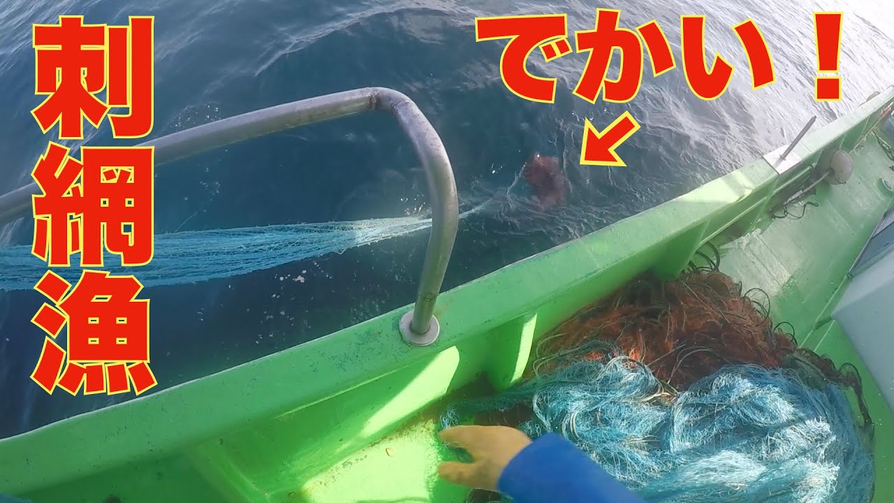 【刺網漁】最後の最後で大物を捕獲しました。