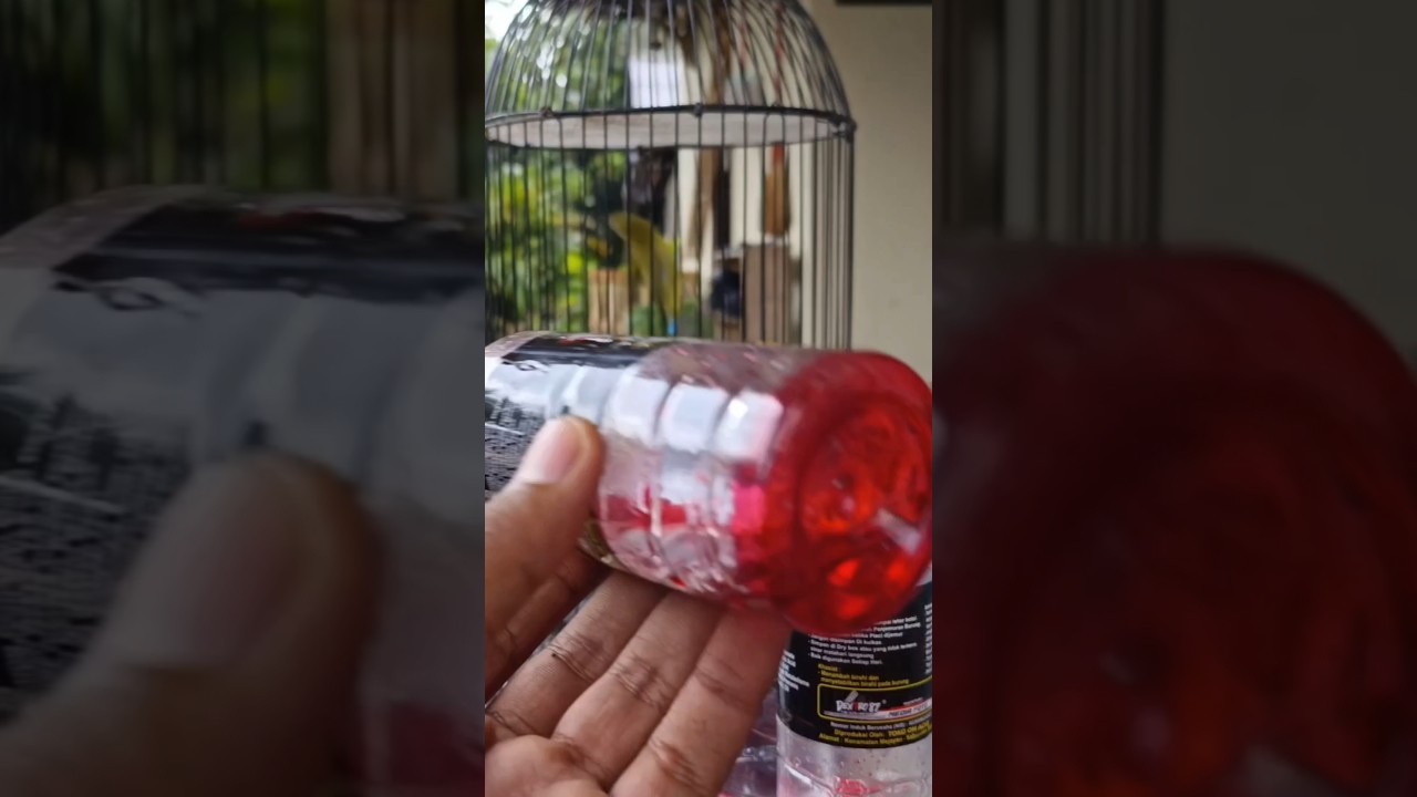 Dextro 87 untuk harian si Pleci simak videonya #dextro87