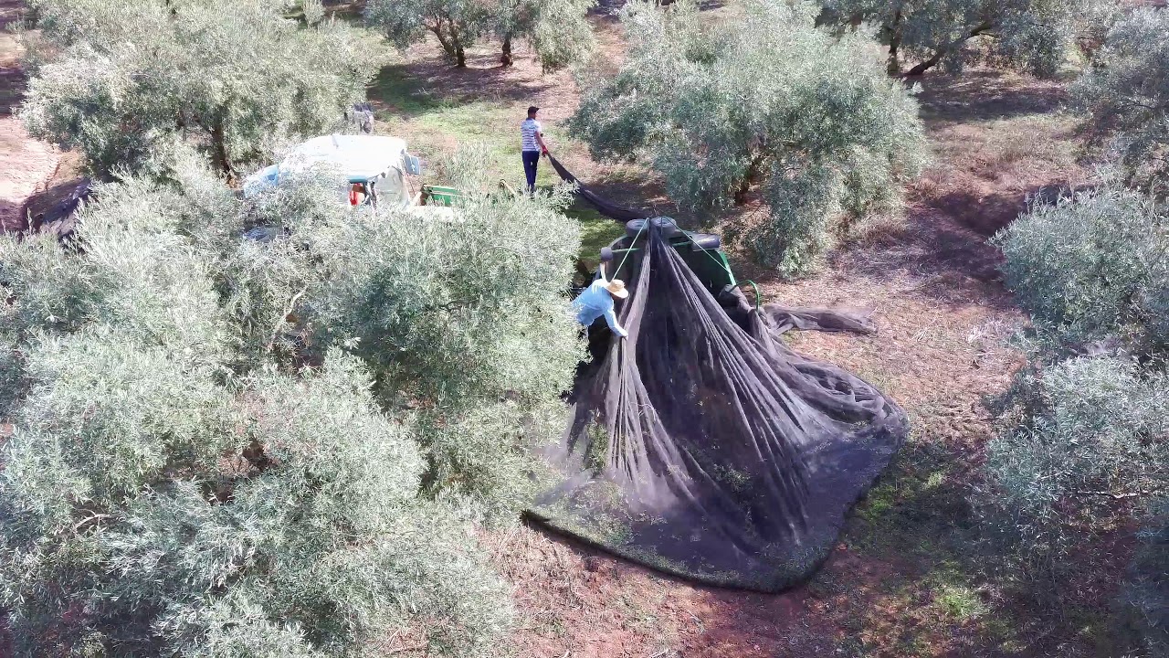 Campaña Recogida Aceituna 21/11/2020. Pedro's Farm
