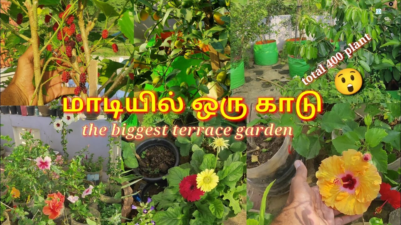 மாடியில் ஒரு காட்டை சுற்றி பார்க்கலாம் வாங்க the biggest terrace garden tour Chennai Tambaram