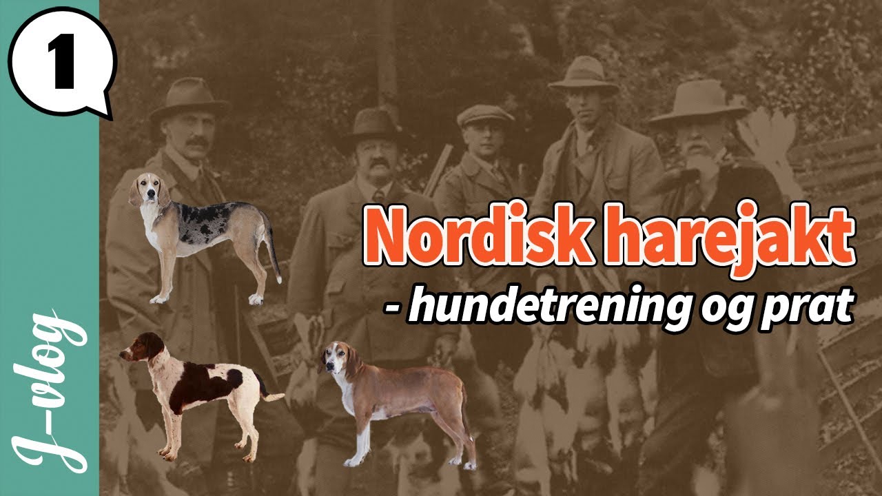 Jaktvlog #1: Trening med Fjella + litt prat om harejakt