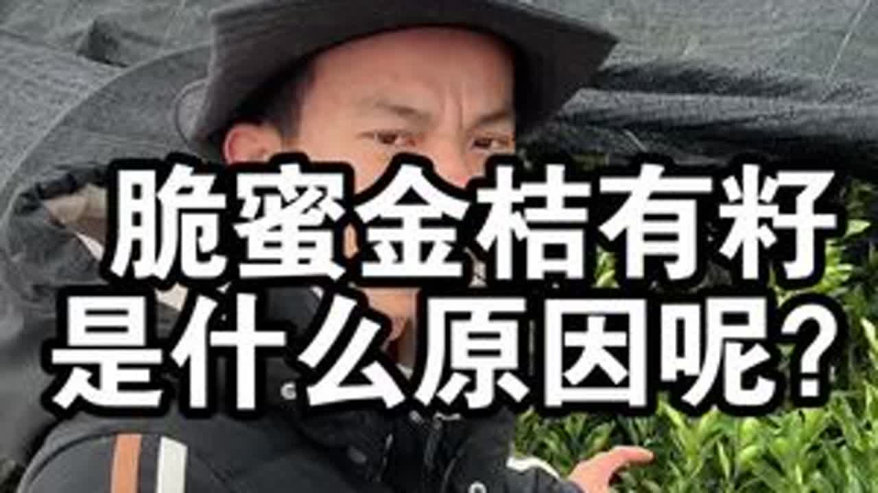 脆蜜金桔有籽是什么原因呢？金桔有籽不用担心？ #脆蜜金桔 #脆蜜金桔种植