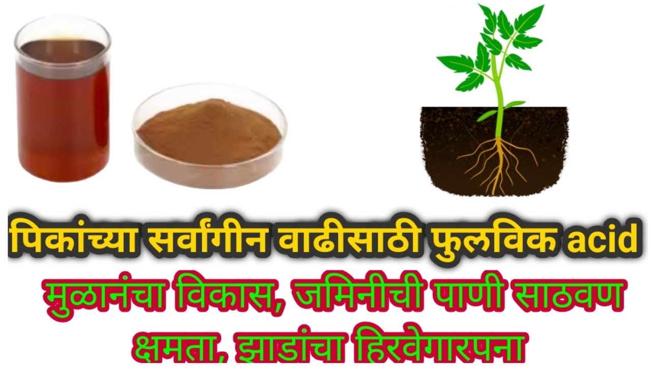विज्ञान संत मा. अंकुश पाटील तंत्रज्ञान फुलविक acid तयार केले ||how make fulvic acid at home 