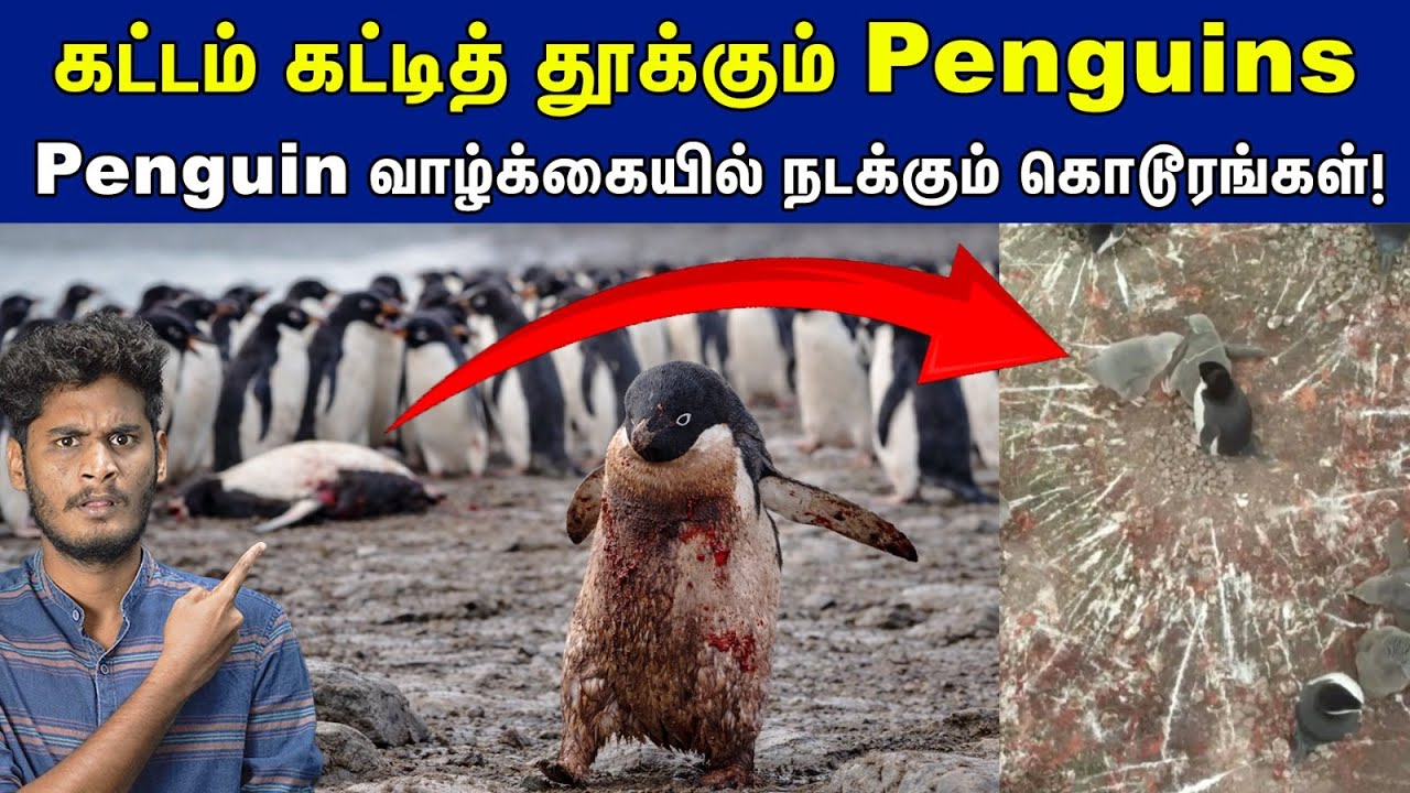🥺😥Penguin-ன் பாவப்பட்ட வாழ்க்கை முறை | Truth behind the Viral penguin meme | Adelie penguins