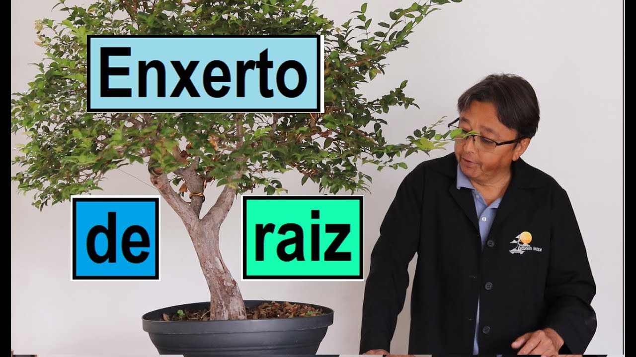 Enxerto de raiz