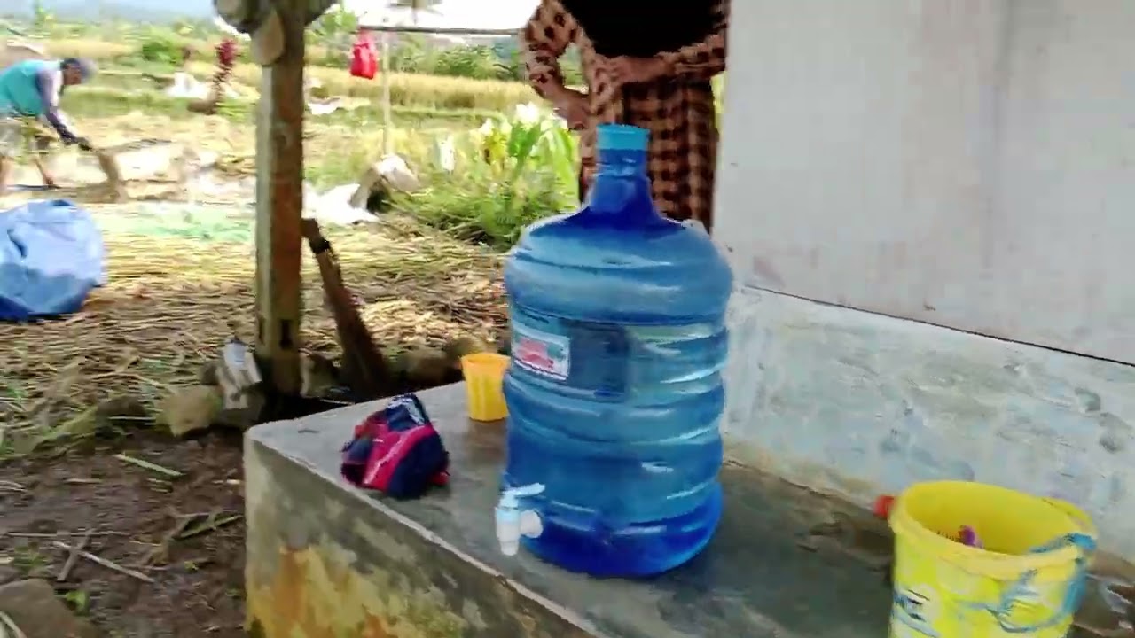  panen padi