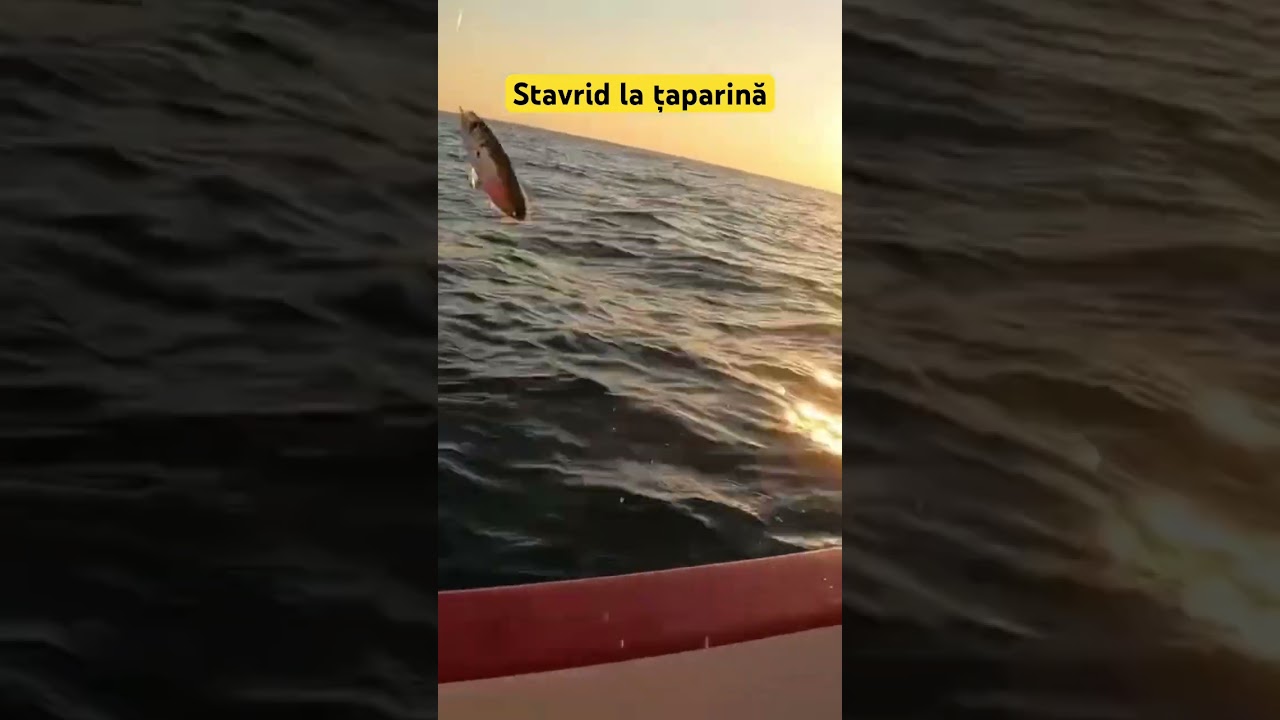 Stavrid prins la țaparină