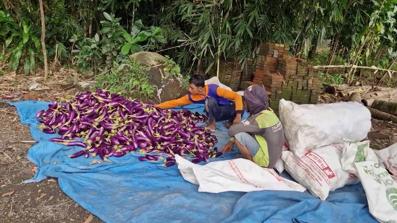 EFFICIENT EGGPLANT HARVEST PACKAGING: FROM FIELD TO SACK! - Agriculture Farming