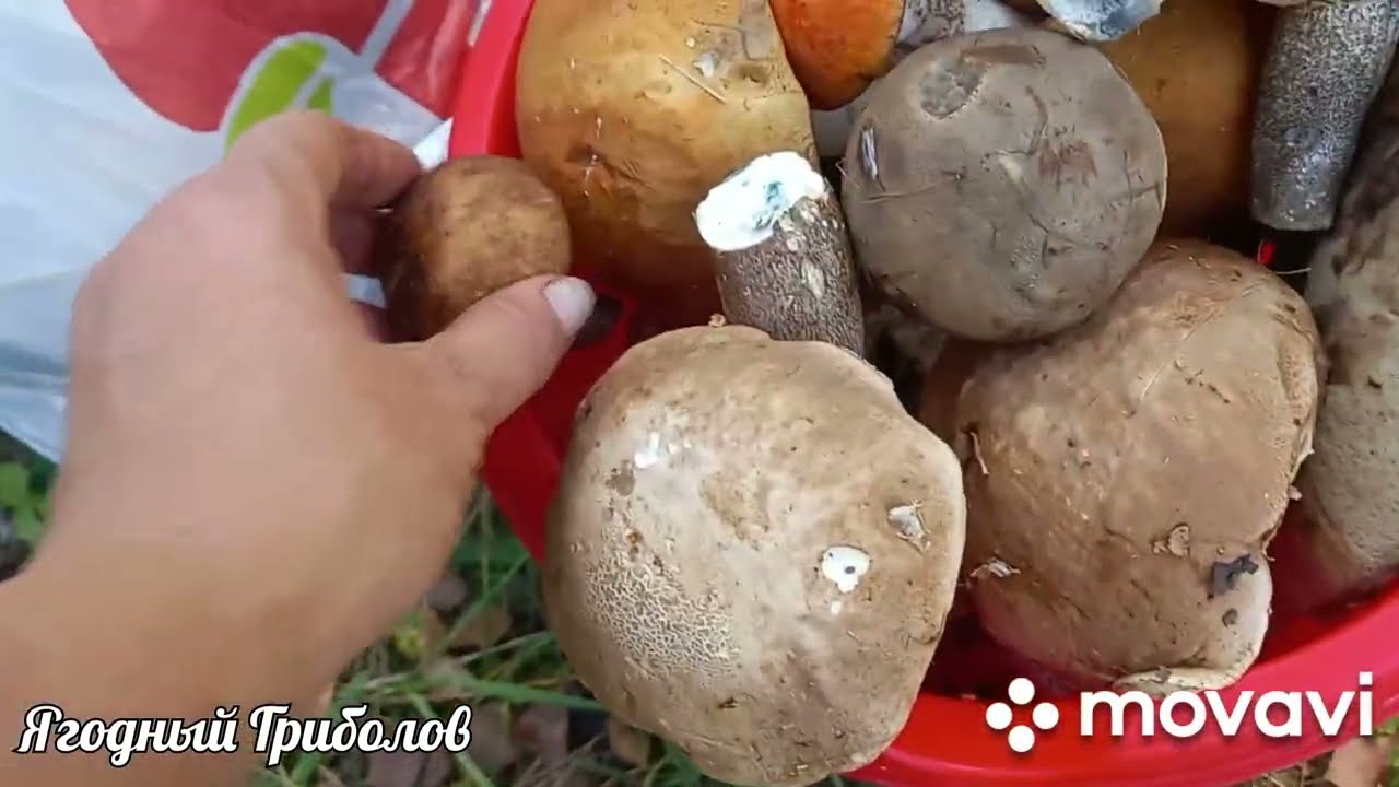 ❗Сентябрьский грибной лес🍄Курская область. 15-16.09.2023 г.❗